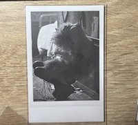 -R- 專輯卡蹲下肉 ROSÉ