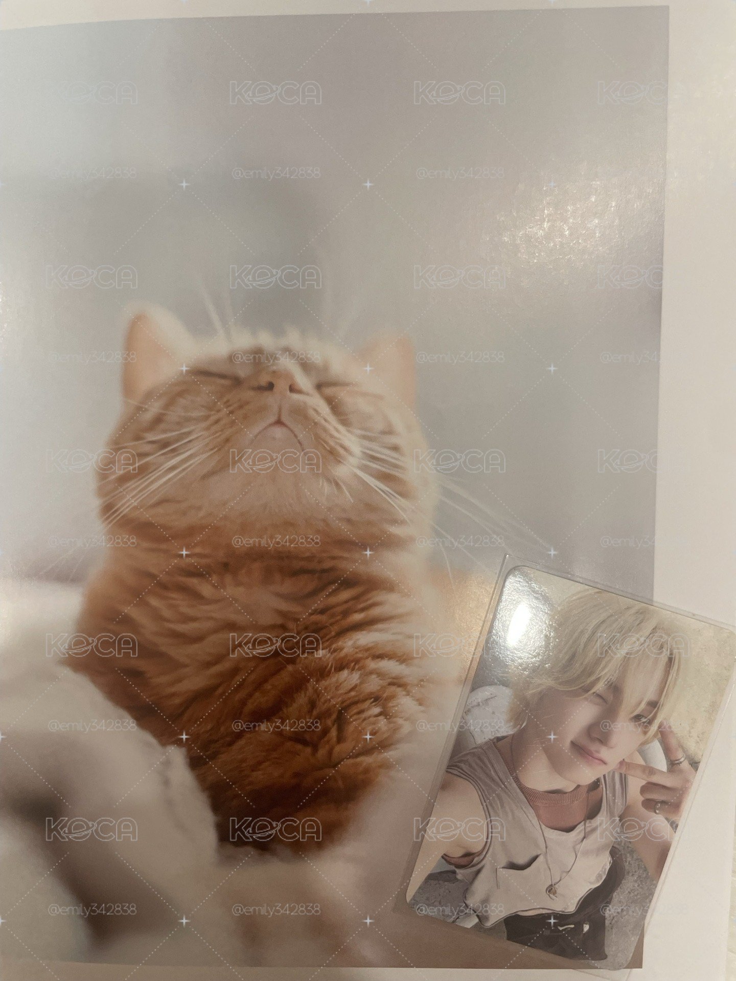 【BND】🐈紅版專卡