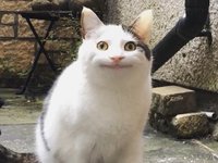 shao u