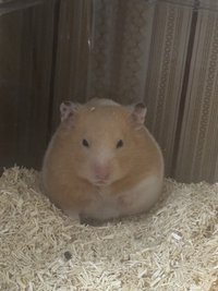 白爍