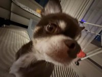 牙痛