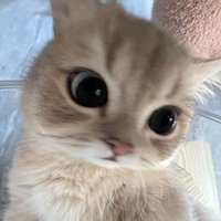 zuu