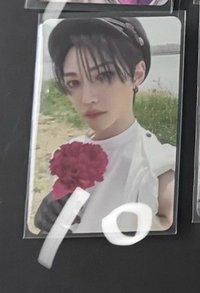 143玫瑰菲