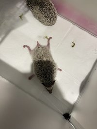 呂