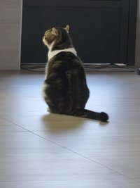 Yuuneii