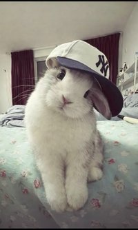 高冷