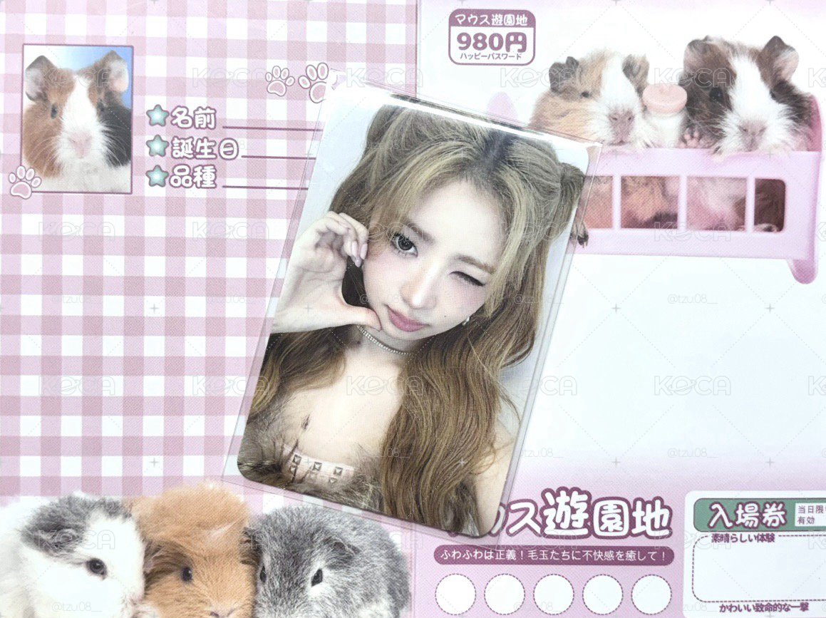 🐱怜怜金髮／白色調區🤍