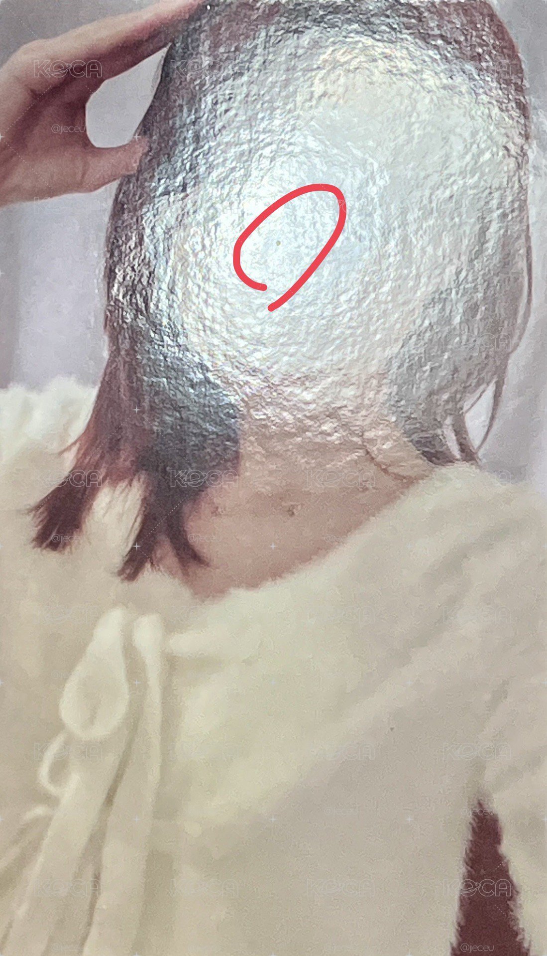 kms白茶狗耳冬