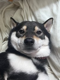 紅豆泥
