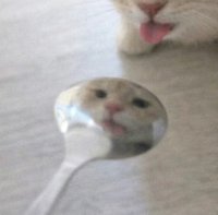 vv