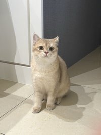 Yun