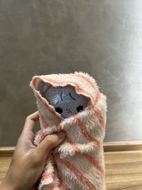 櫻