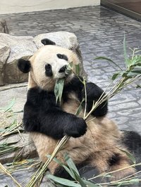 小菡