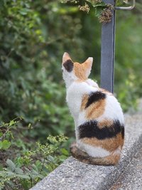 貝殼