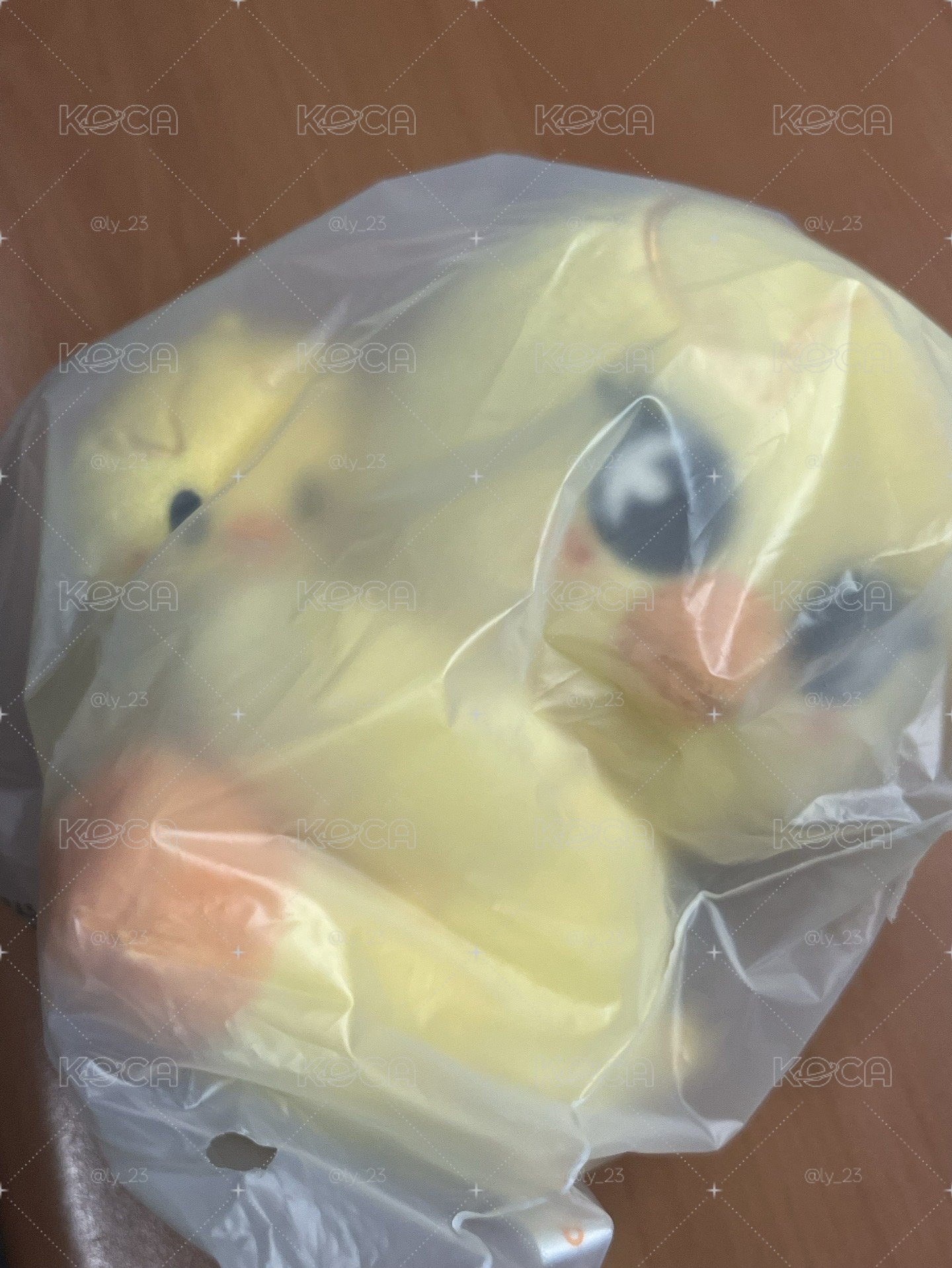 菲 抱抱娃 全新