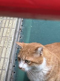 玄庭