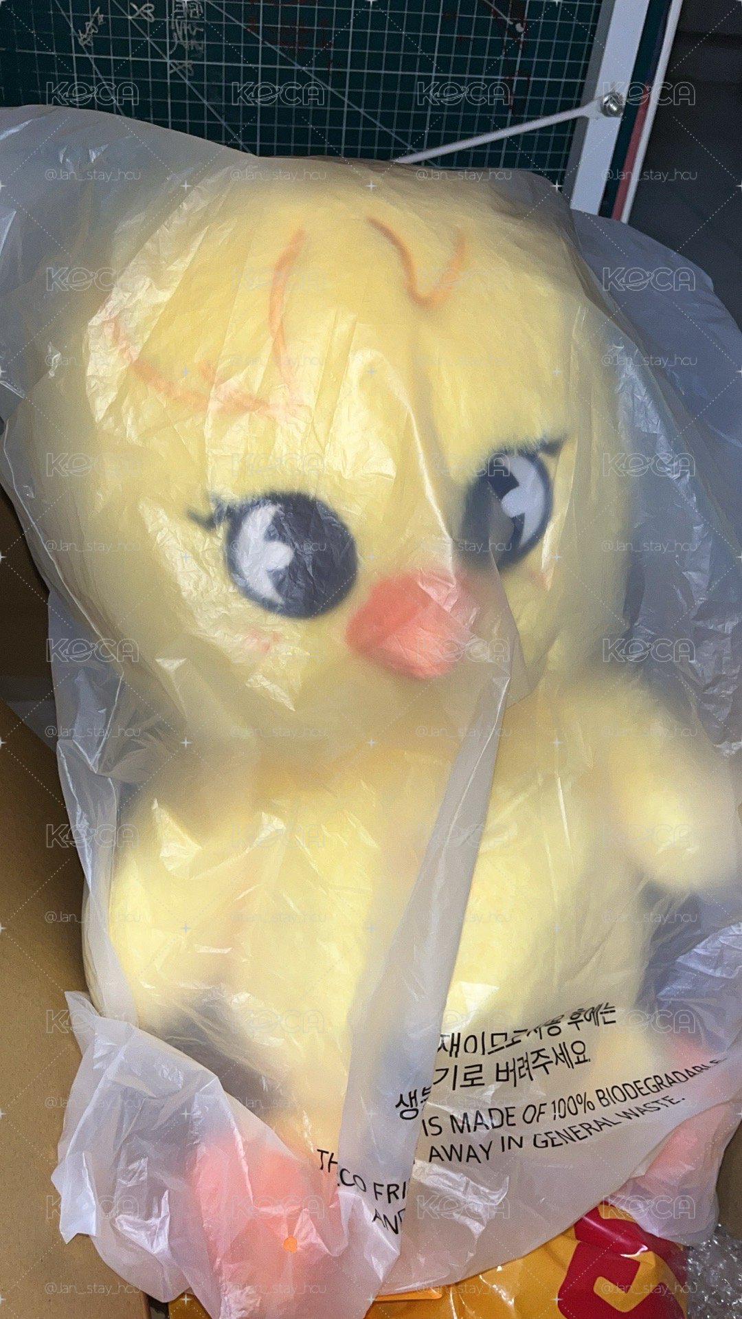 菲泰迪