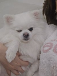 zi