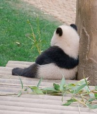 胖胖其實一點不胖