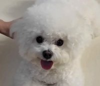 洪恩採的dog