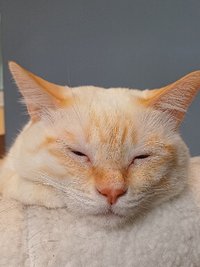 雪鶴