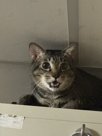 小鹿