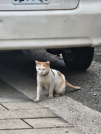 橘喵