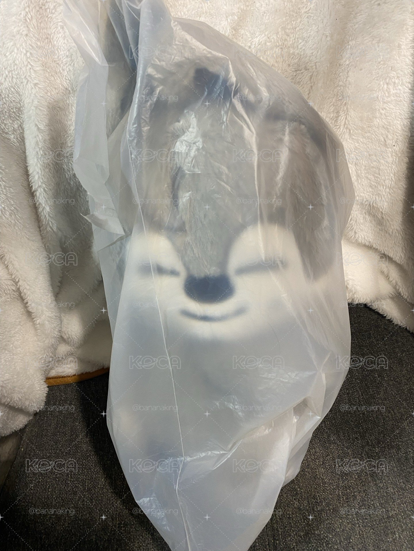 現貨 燦狼斜背娃 全新未拆