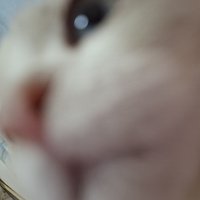 恐龍