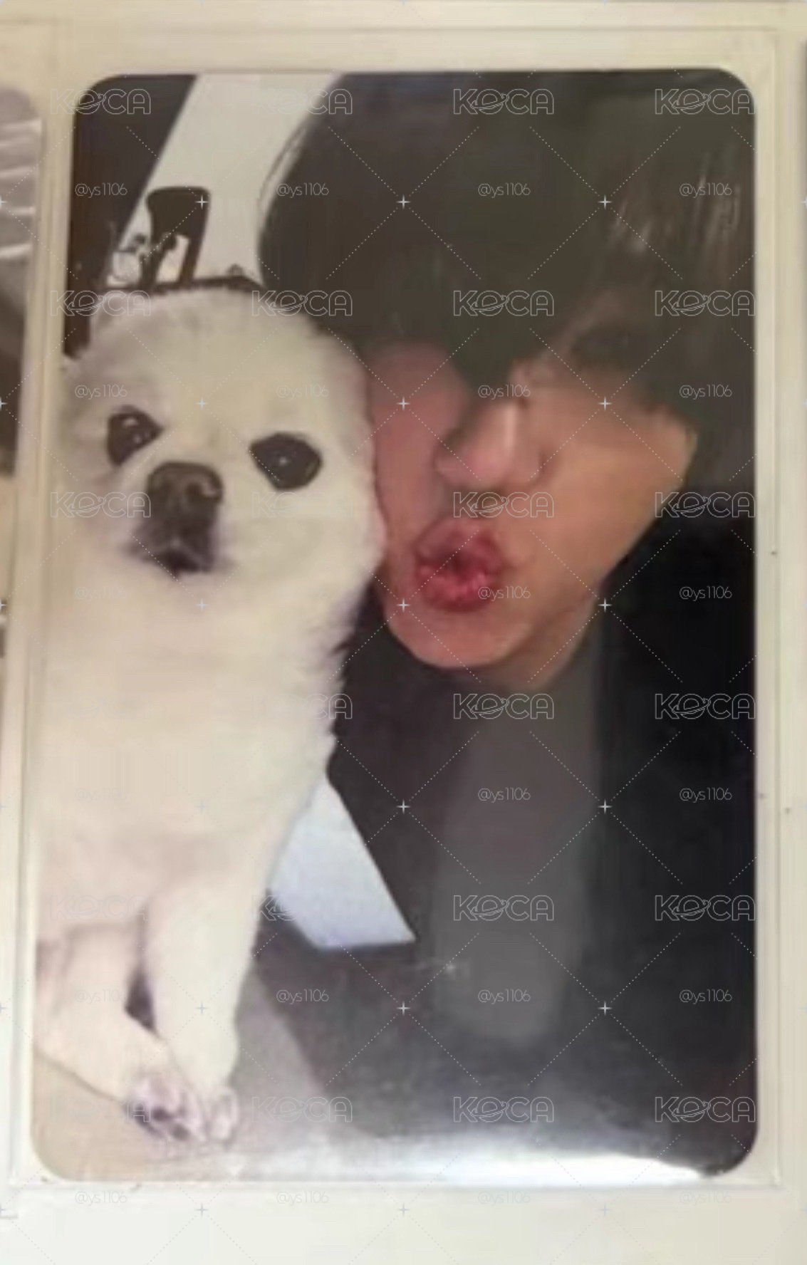 SUPER JUNIOR 藝聲狗狗卡 Melo 狗卡