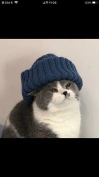 Nina的笨蛋小貓
