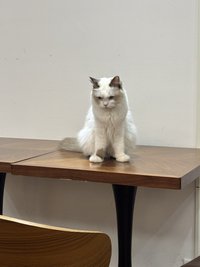 賴
