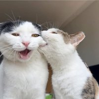 芙