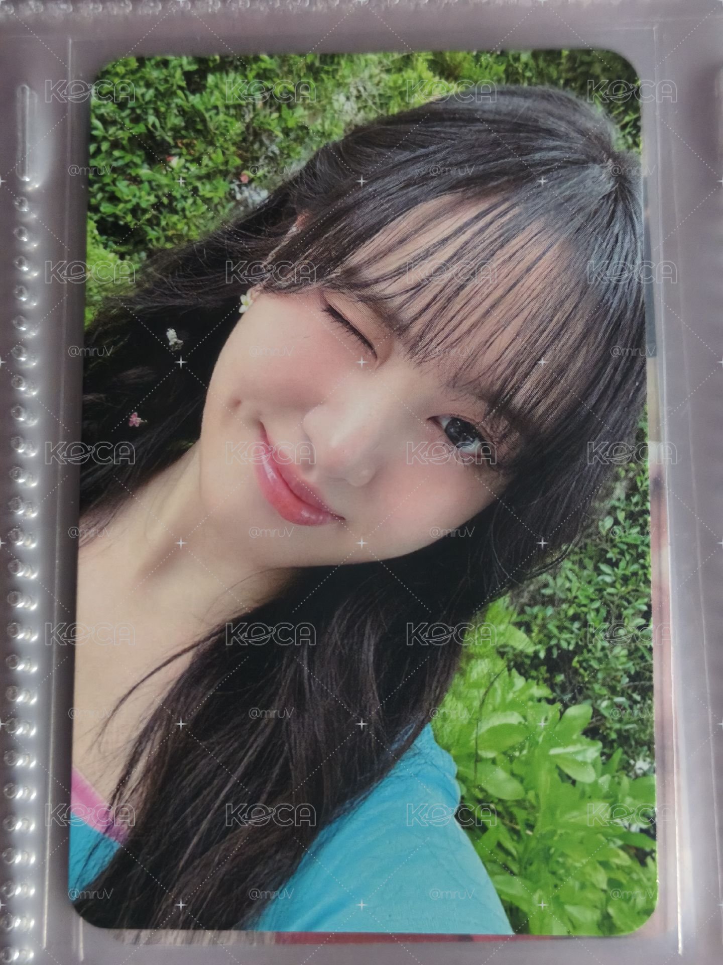 夏日栗