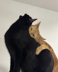 🐈✨