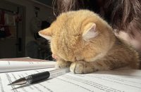 變賣家產的小茉莉