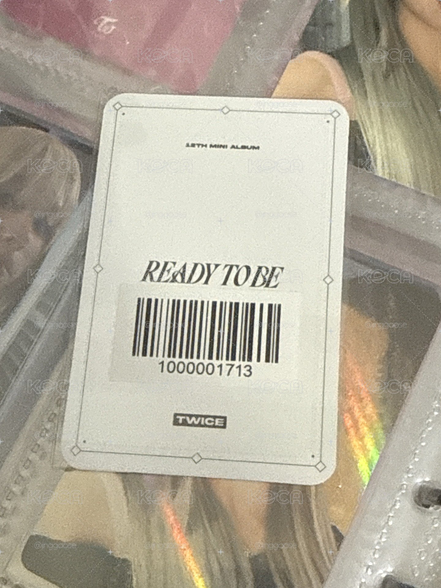 RTB暹羅貓彩