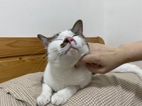 蛋花湯 