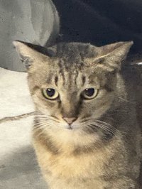 wuli