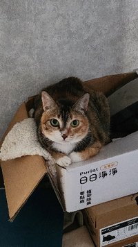 黃魚