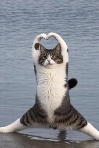 neko