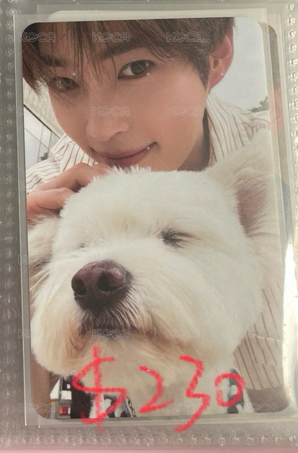狗狗彬