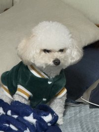 小棠