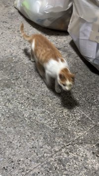 qq