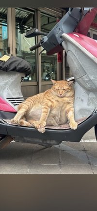 芝麻鹽