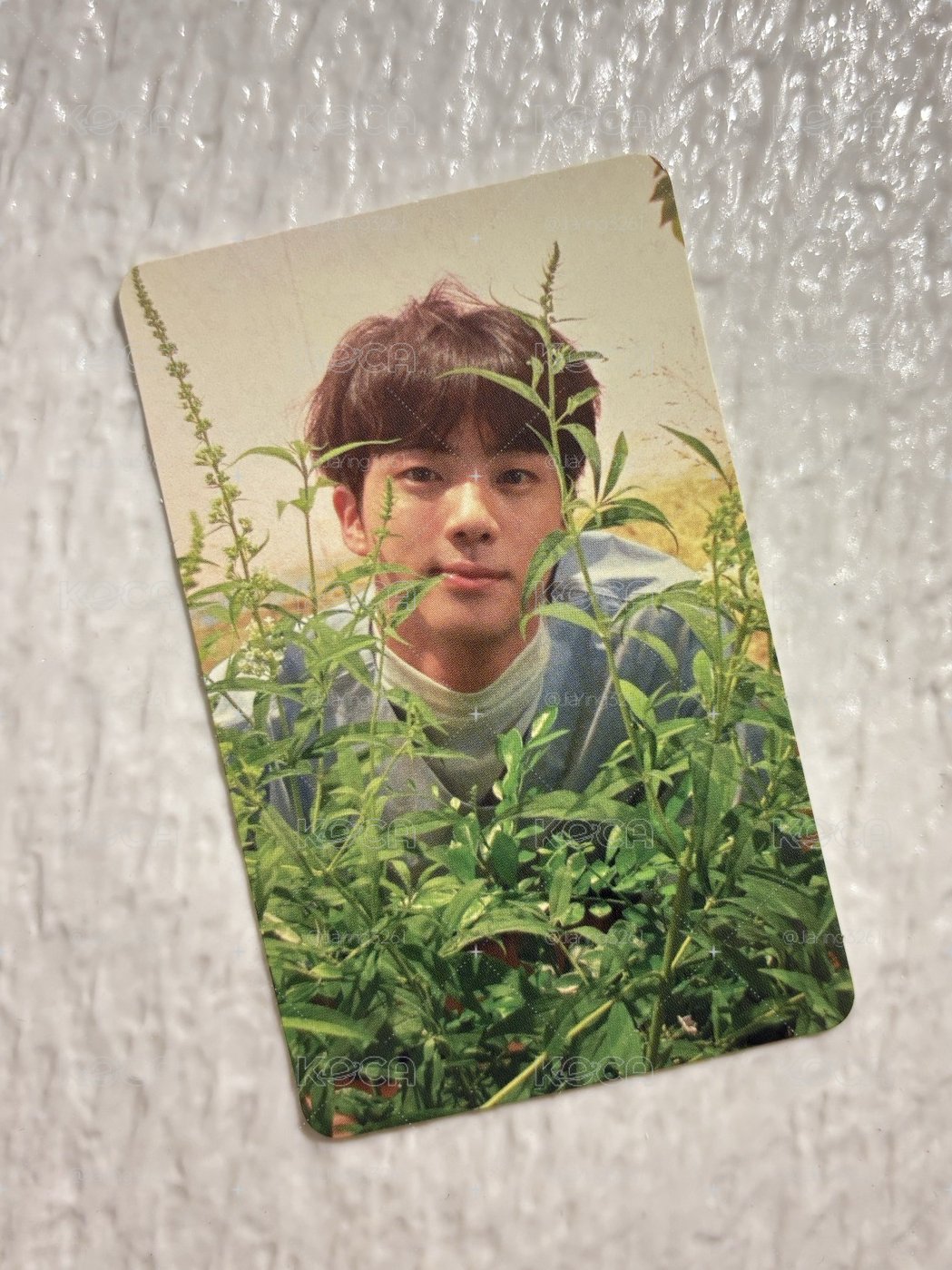 森林系初戀