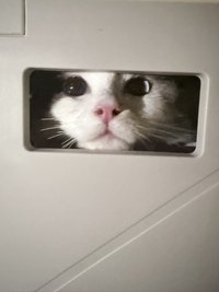 mimi