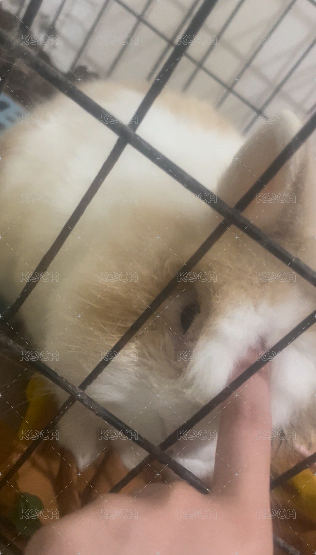 湊數 勿下單