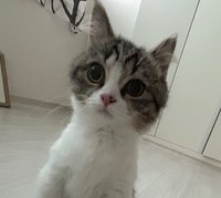yyyy