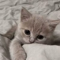 櫻桃小豬 > ₃ <